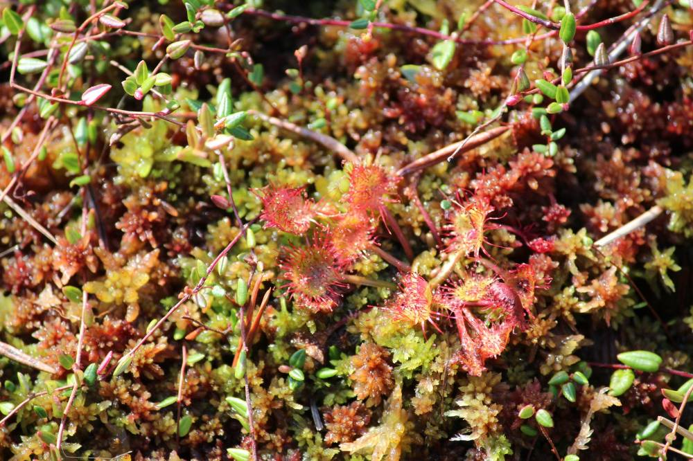 Plantă carnivoră 13