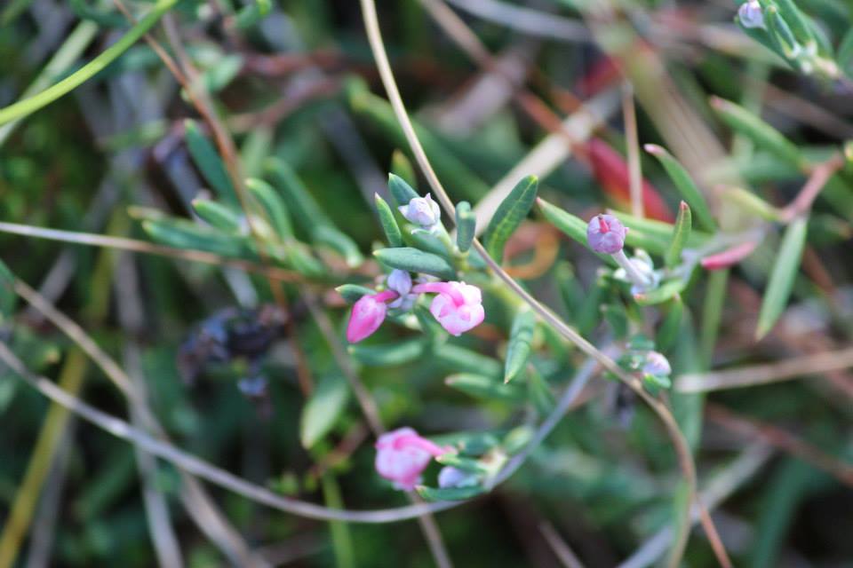 Rozmarin otrăvitor 19